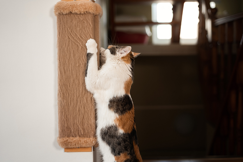 chat qui fait ses griffes sur un griffoir