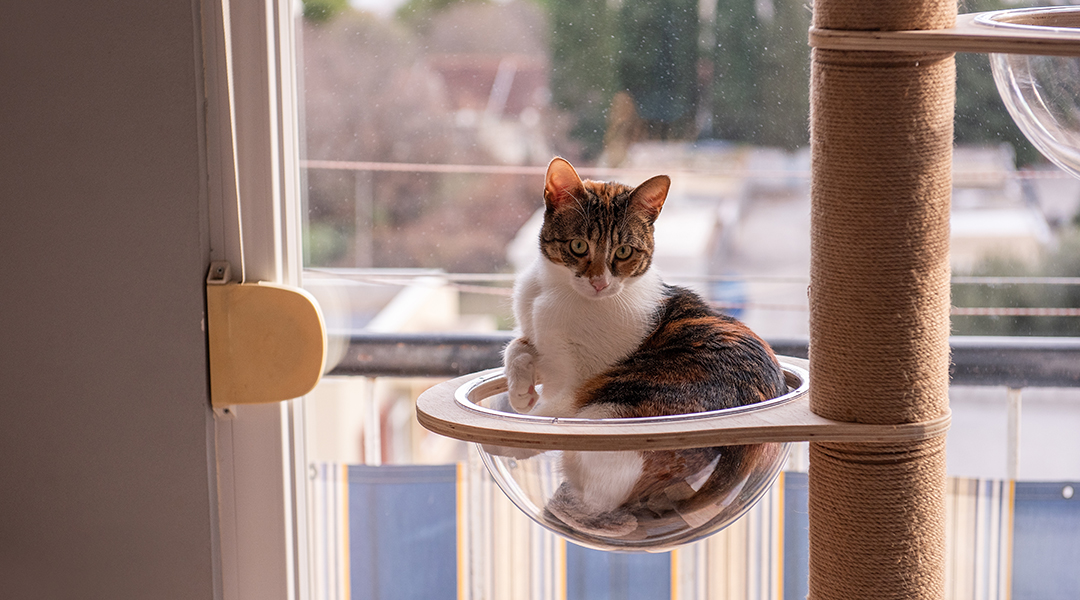 Chat tigré enroulé dans un arbre à chat