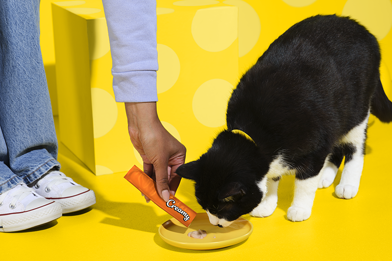 Chat noir et blanc mange des friandises Creamy