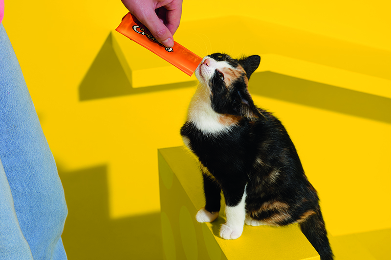 Chat tigré noir et marron renifle une friandise