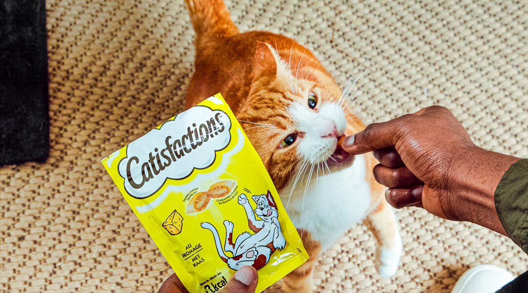 Chat roux nourri dreamies snack