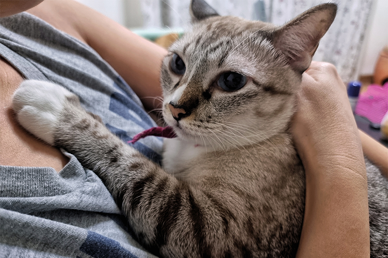 Chat tigré gris dans les bras de sa maîtresse